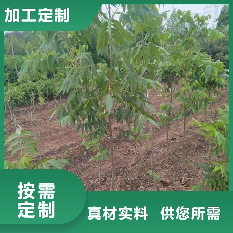 碧根果桃树苗订制批发