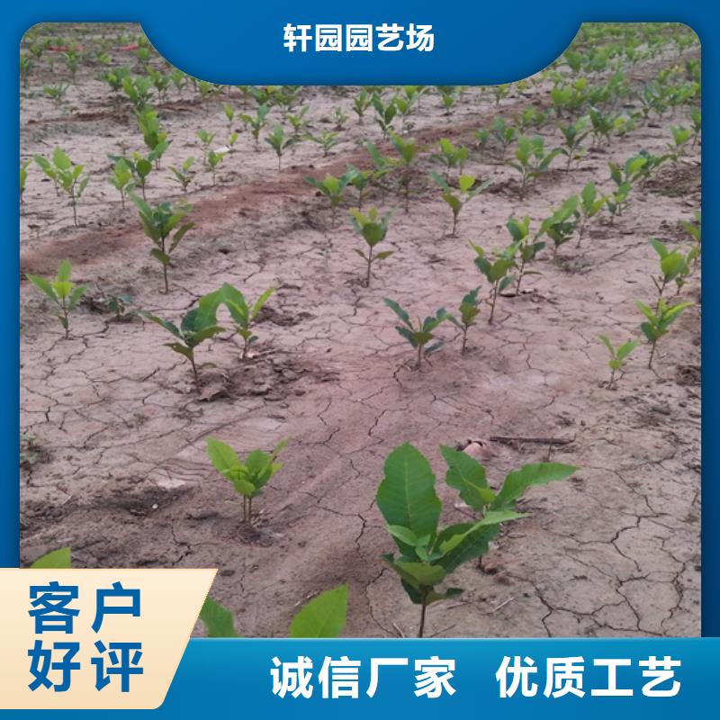 碧根果苹果苗品质商家