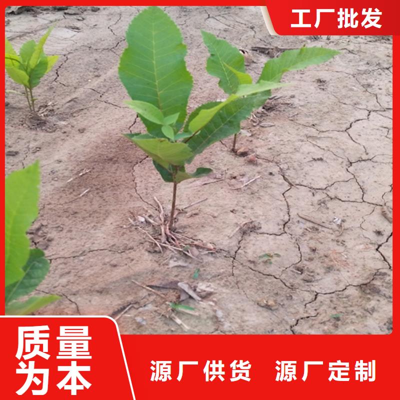 碧根果【苹果苗】对质量负责