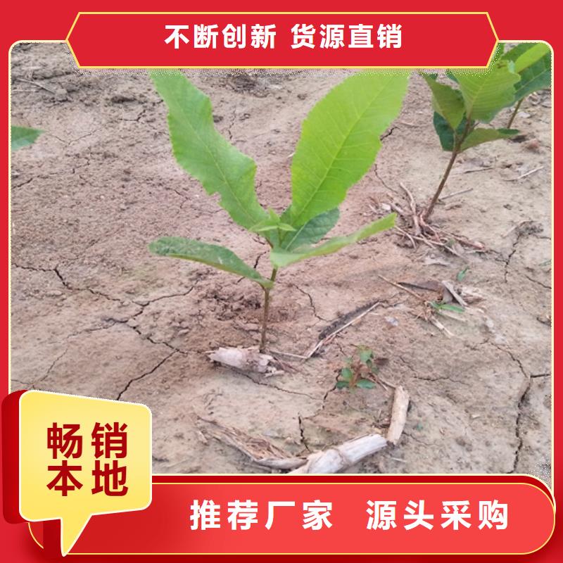 碧根果北美冬青多种规格可选
