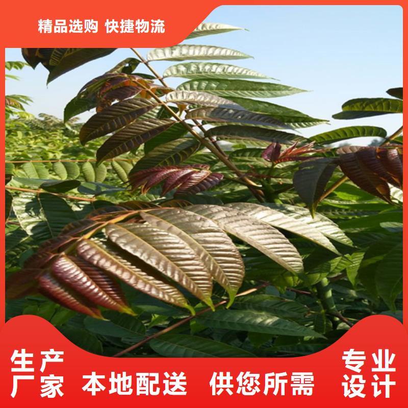 香椿苹果苗厂家拥有先进的设备