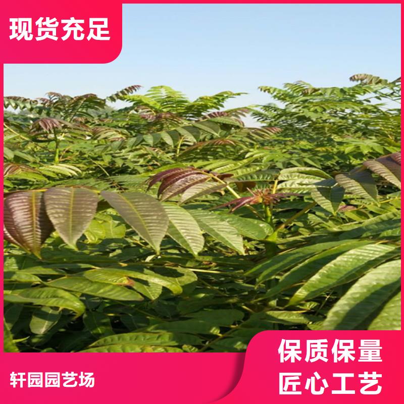 香椿樱桃苗专业完善售后