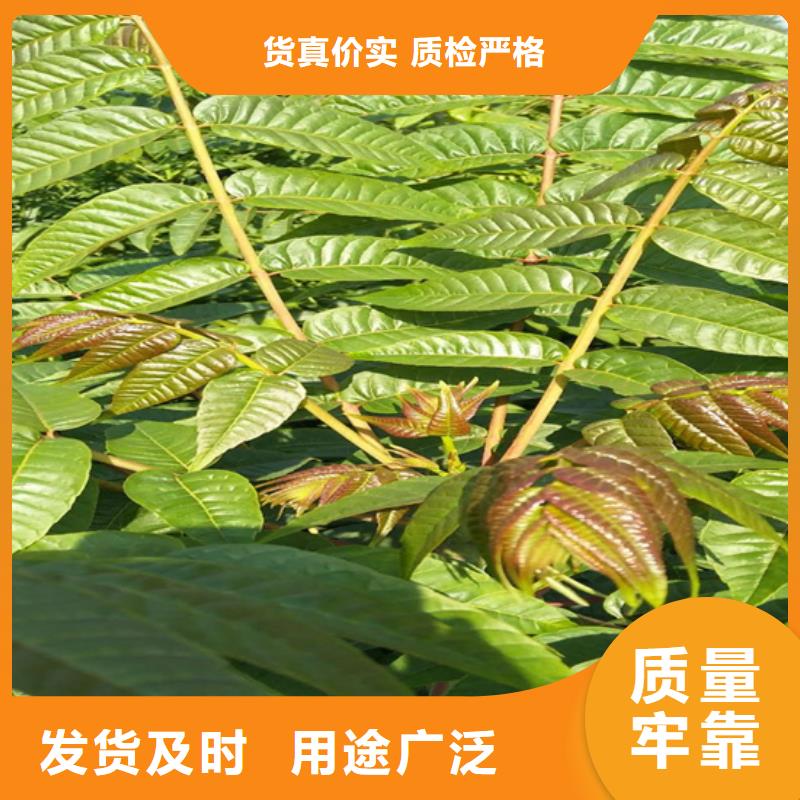 香椿无花果苗有口皆碑