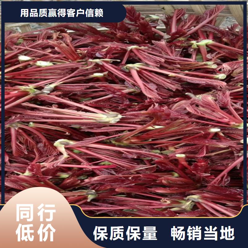香椿桃树苗源头工厂