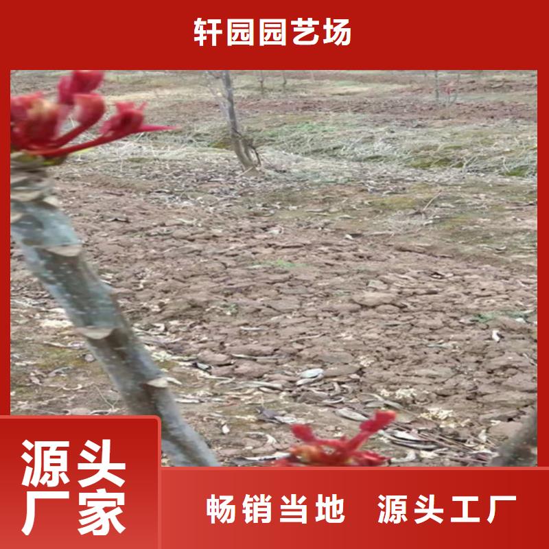 香椿【苹果苗】核心技术