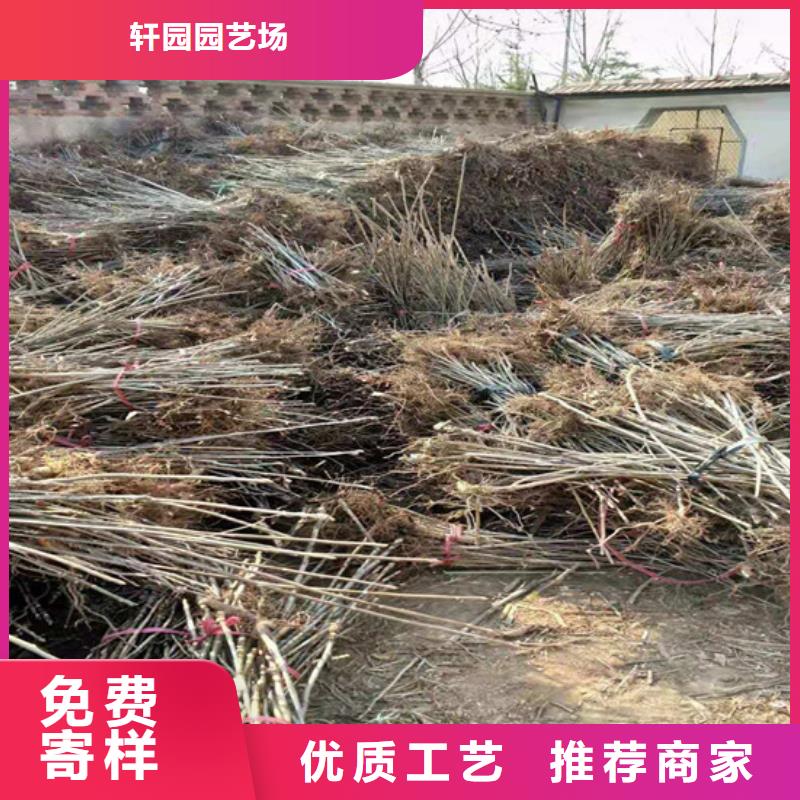 【香椿】草莓苗无中间商厂家直销