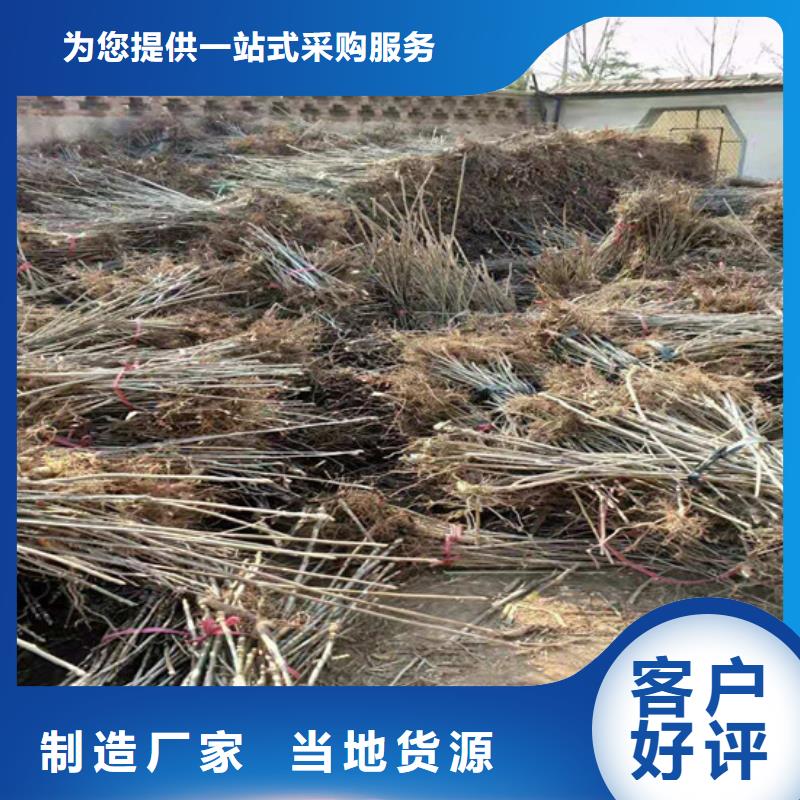 香椿梨树苗现货