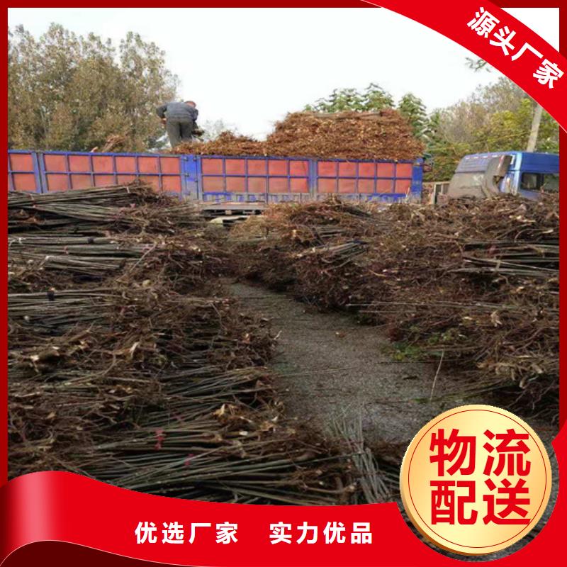 香椿,蓝莓苗品质保障售后无忧