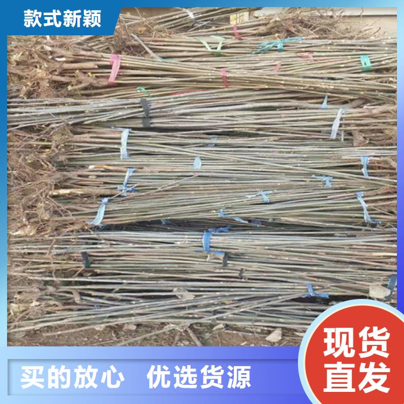香椿_【苹果苗】厂家直销值得选择