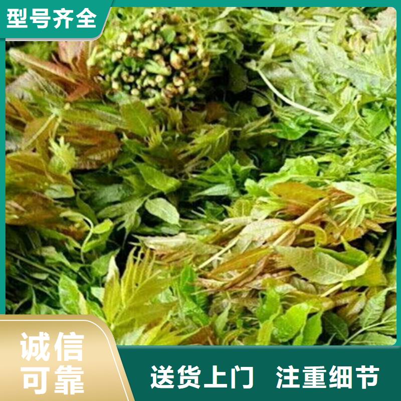 香椿梨树苗现货