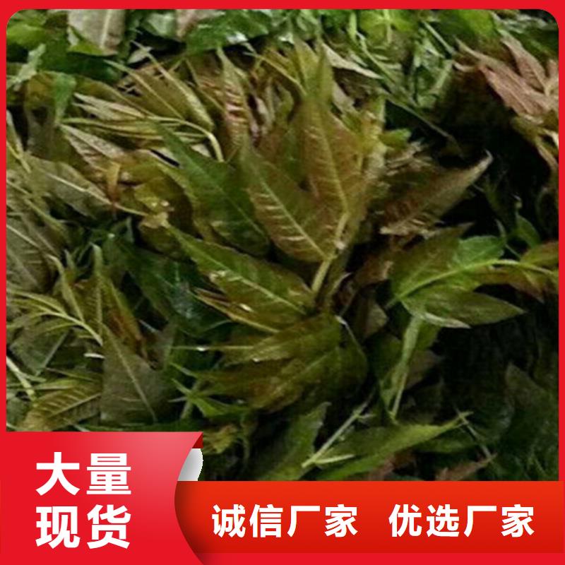 香椿,苹果苗N年大品牌