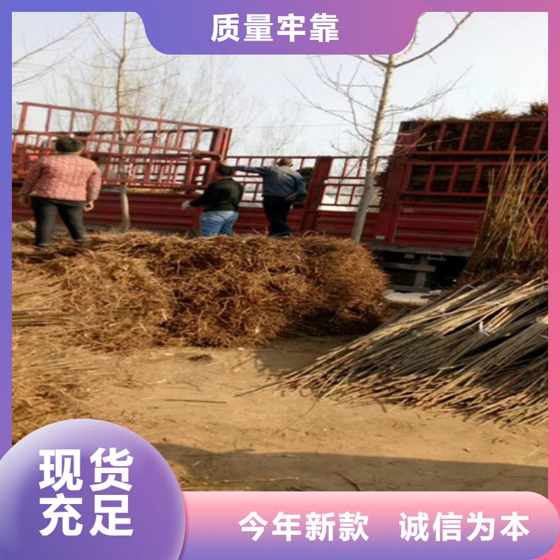 香椿苹果苗厂家直营