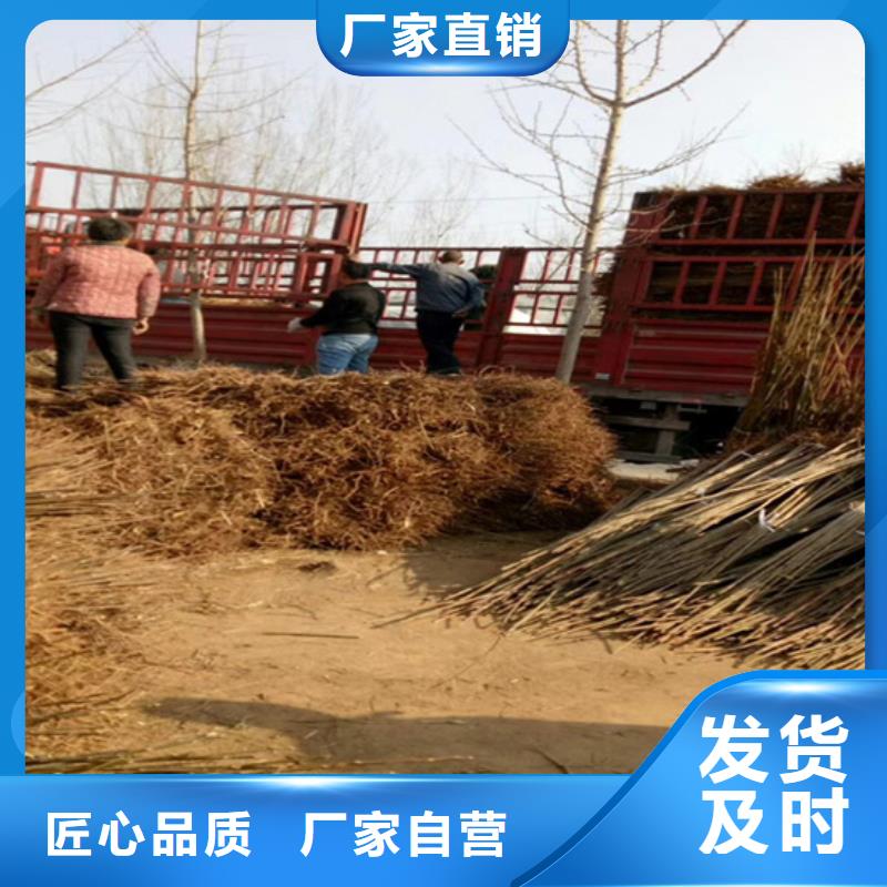 香椿西瓜苗N年生产经验