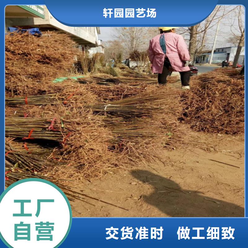 香椿【苹果苗】核心技术