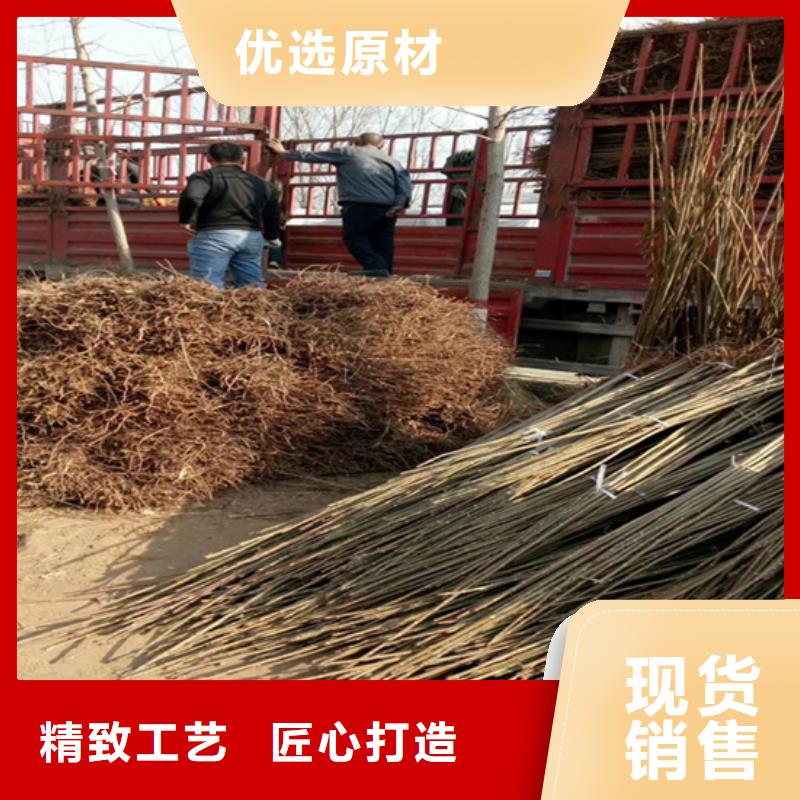 香椿,苹果苗放心购