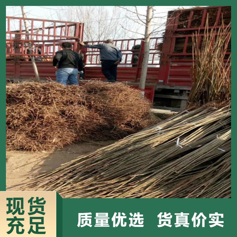 香椿杏树苗库存量大