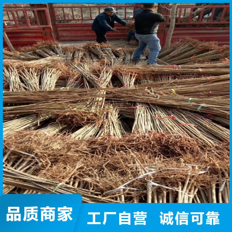 香椿桃树苗源头工厂