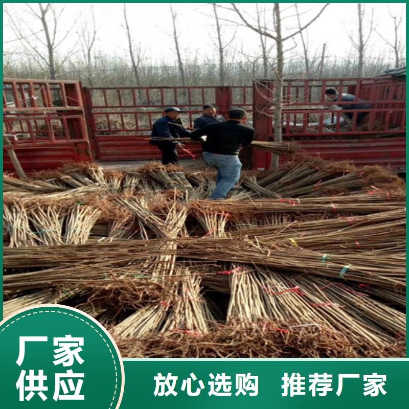 香椿猕猴桃苗精工细致打造