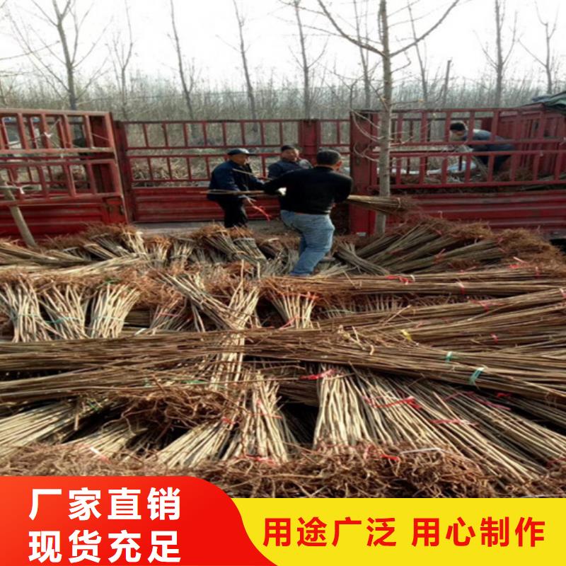 香椿猕猴桃苗精工细致打造
