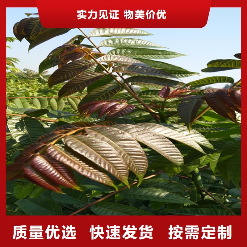 香椿梨树苗专业生产团队