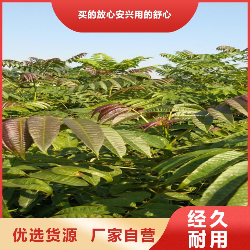 香椿杏树苗库存量大