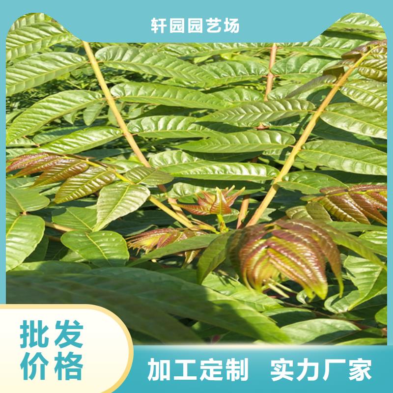 香椿苹果苗放心购