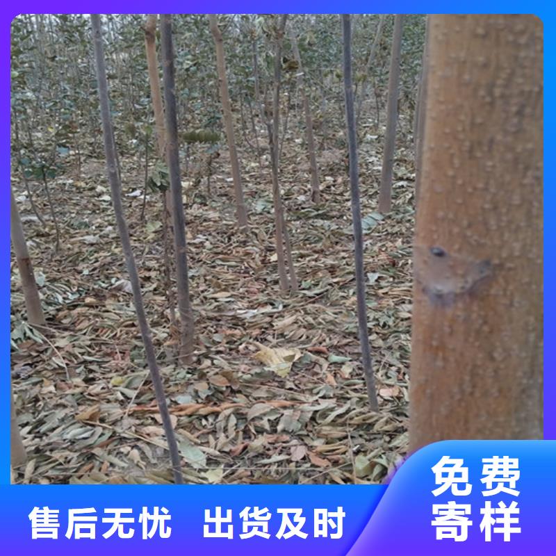 香椿西瓜苗N年生产经验