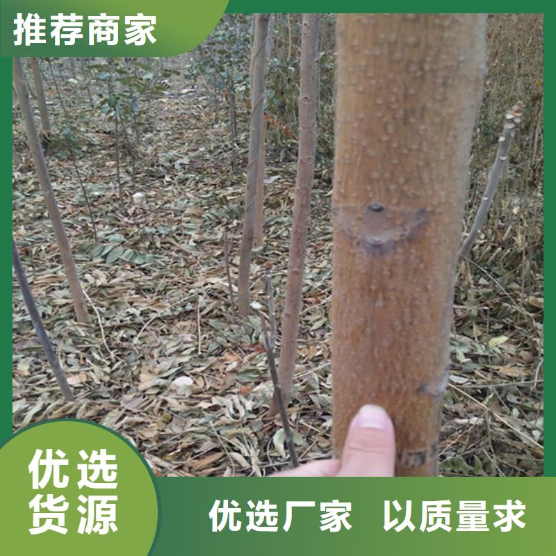 【香椿】石榴苗主推产品