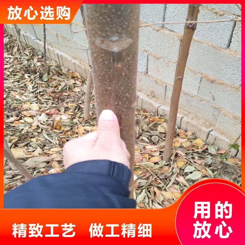 香椿,【苹果苗】源头厂家经验丰富