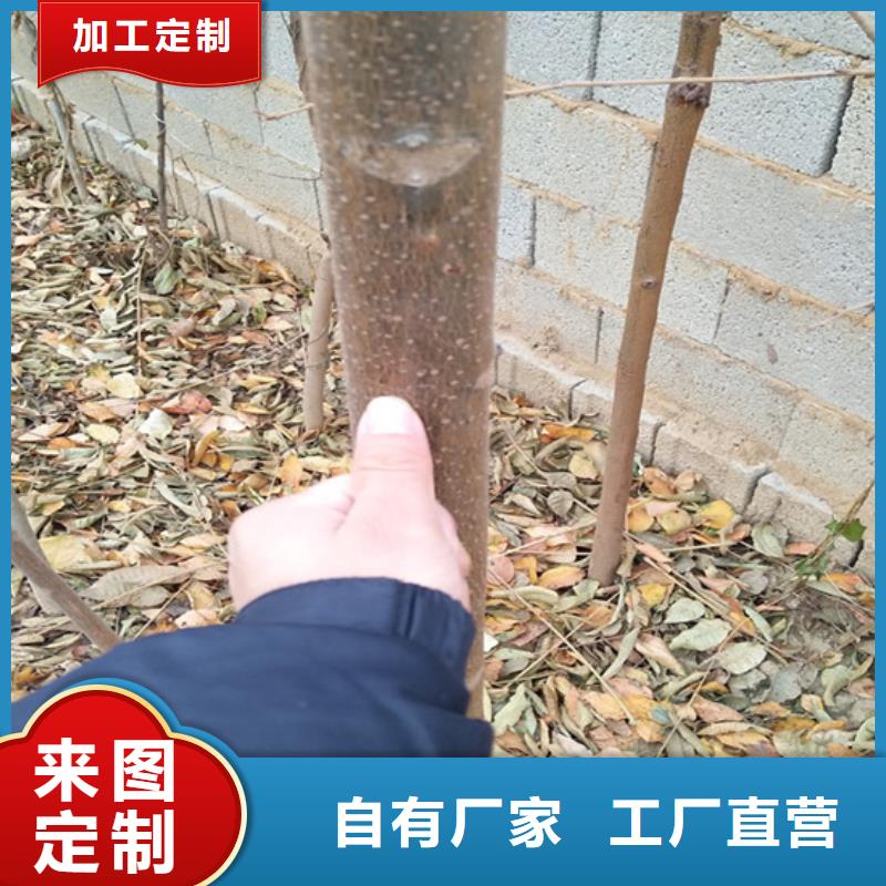 香椿【草莓苗】质优价保