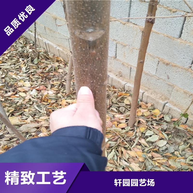 香椿,蓝莓苗品质保障售后无忧
