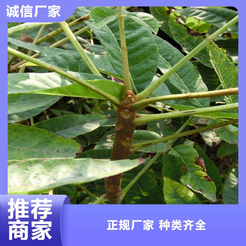 香椿桃树苗源头工厂