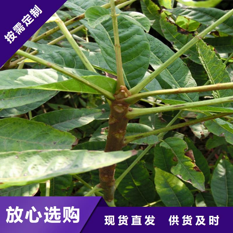 香椿石榴树厂家实力大