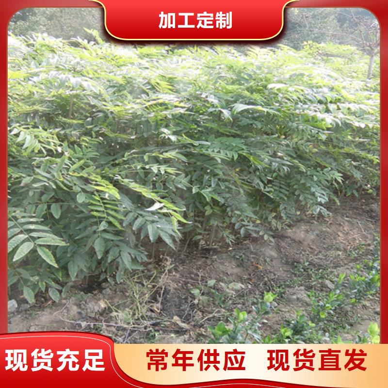 香椿_无花果苗源头厂商