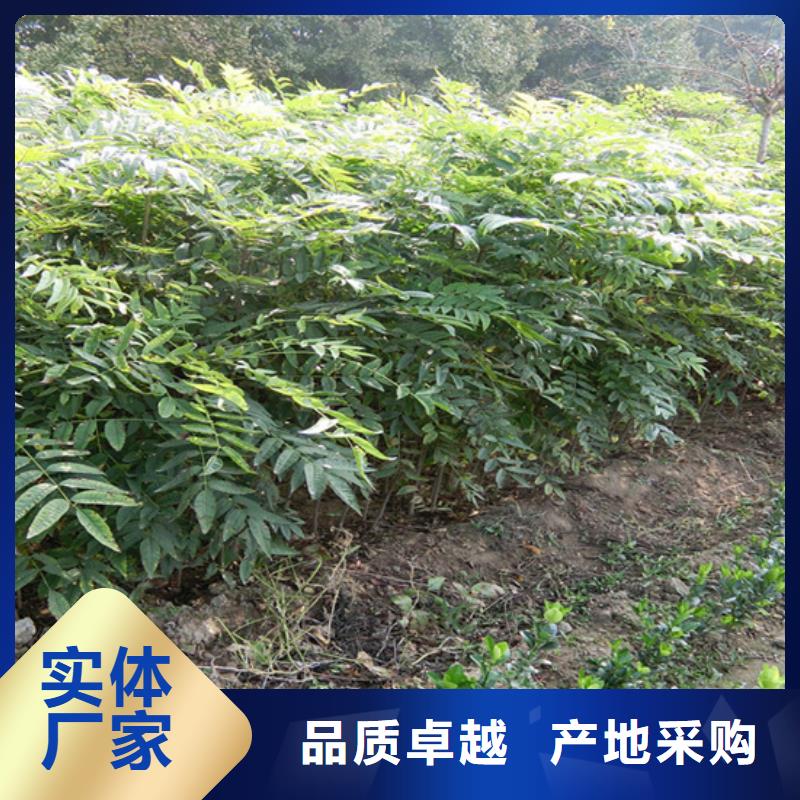 【香椿】,石榴树精工打造