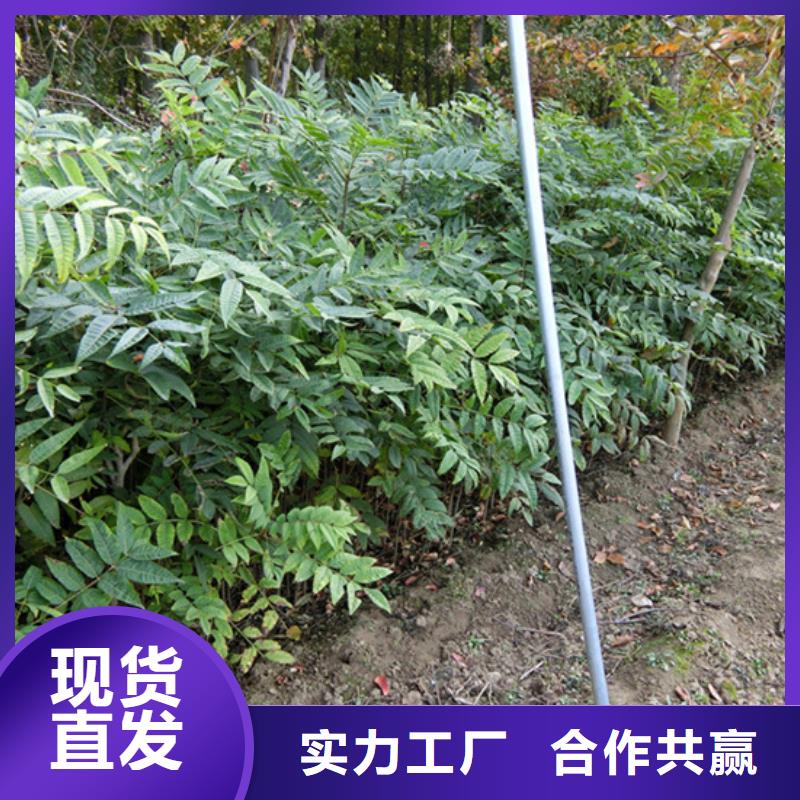 香椿樱桃苗专业完善售后