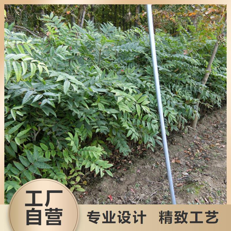 香椿-石榴树出厂价