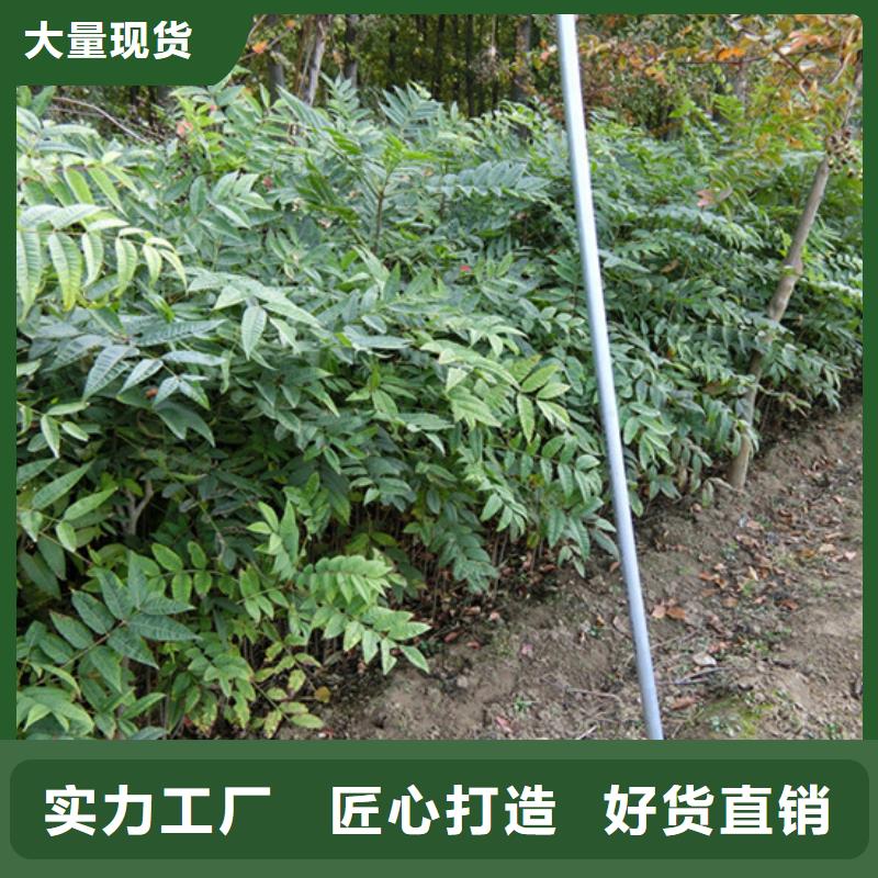 香椿【苹果苗】核心技术