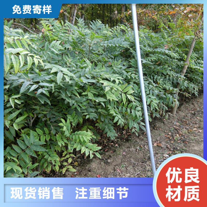 香椿草莓苗一致好评产品