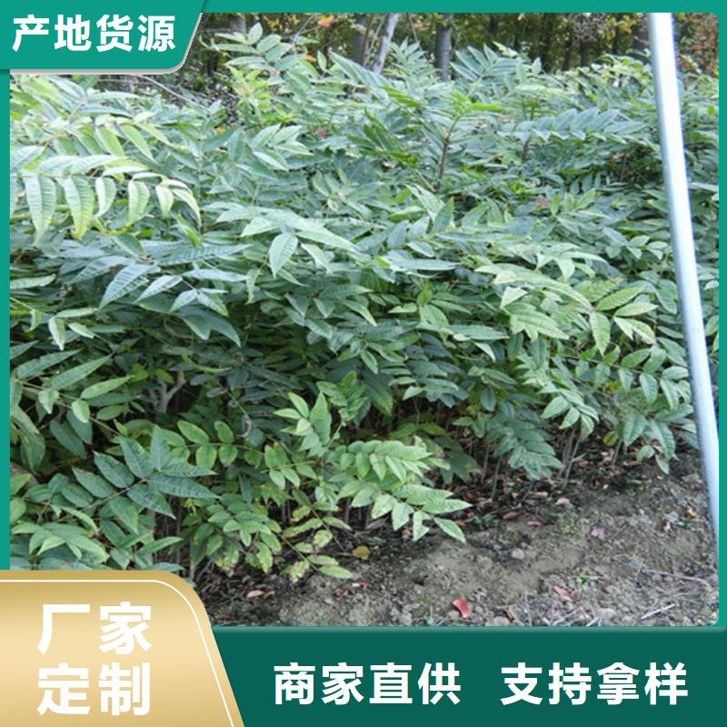 香椿桃树苗源头工厂