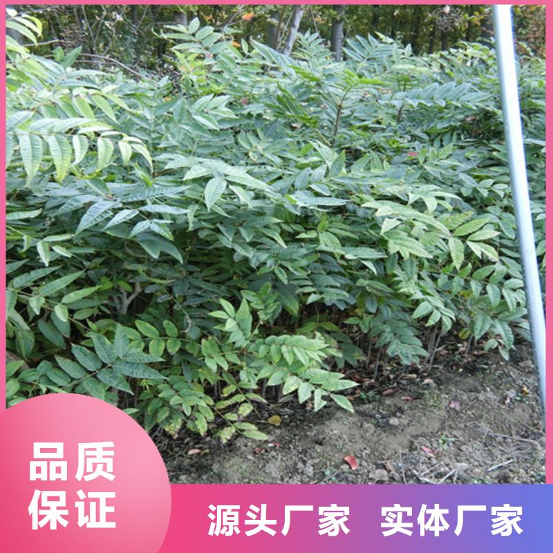 香椿石榴树质检合格出厂