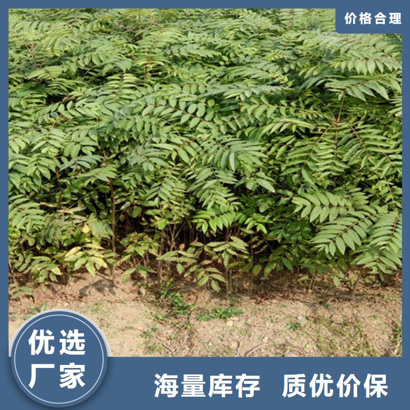 香椿石榴树质检合格出厂