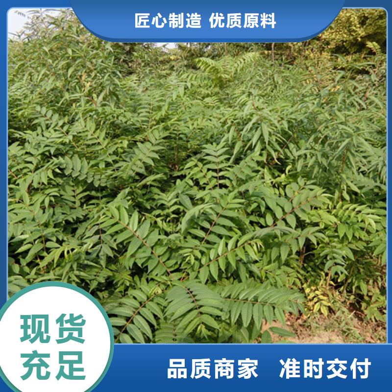 香椿草莓苗一致好评产品