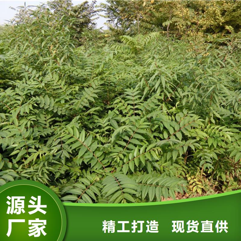 香椿樱桃苗专业完善售后