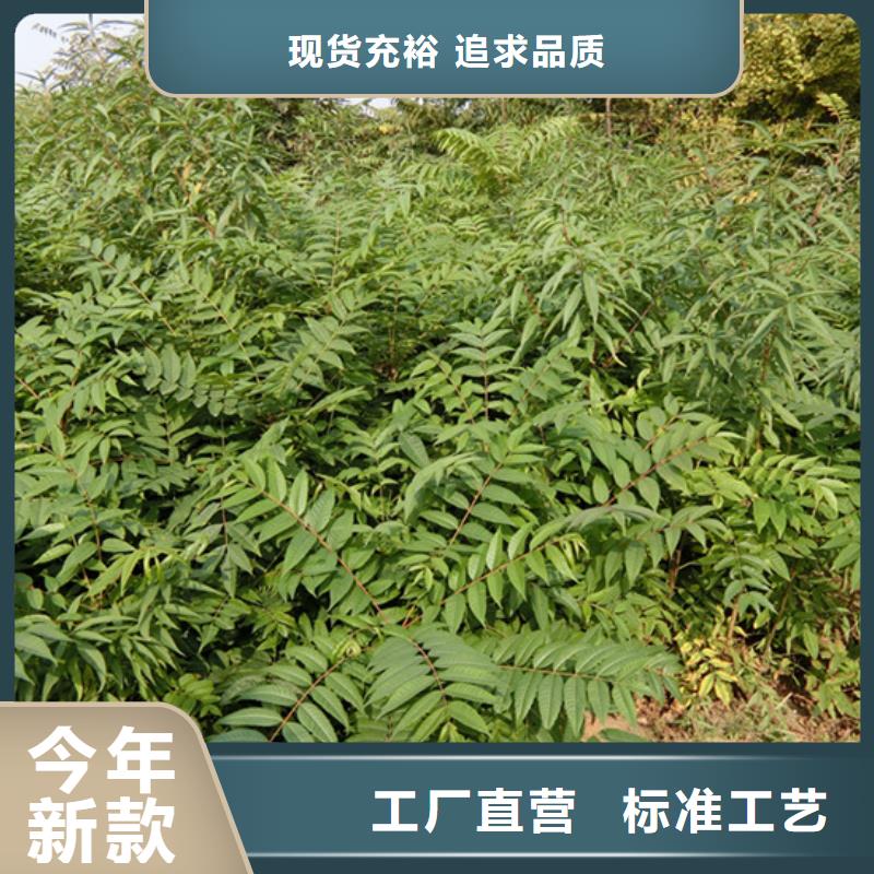 香椿樱桃苗精选优质材料