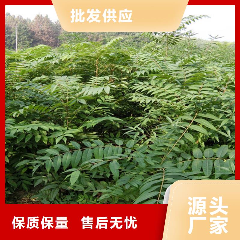 香椿【草莓苗】质优价保