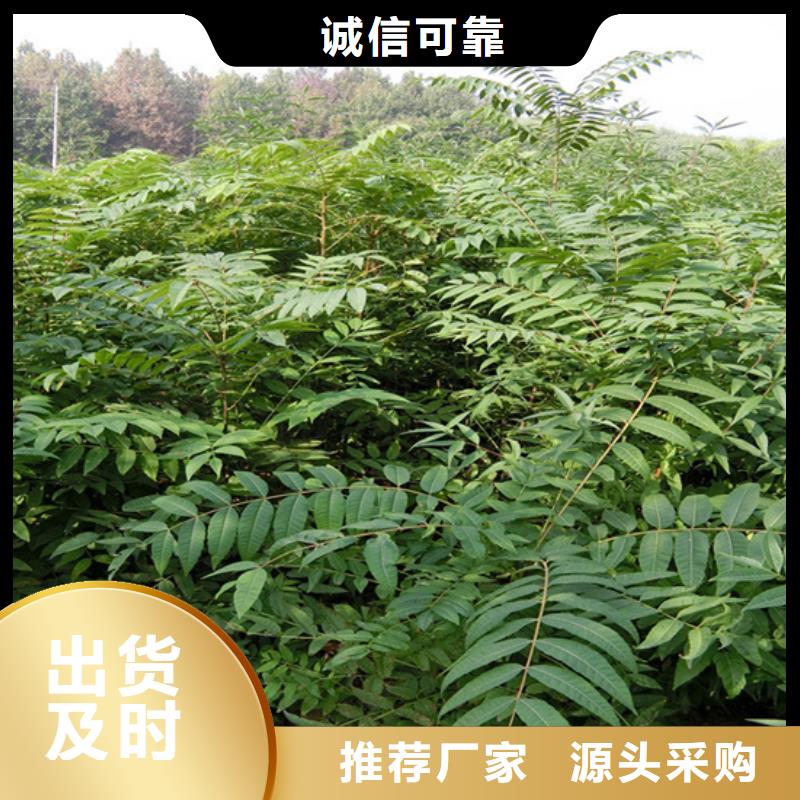 香椿无花果苗有口皆碑