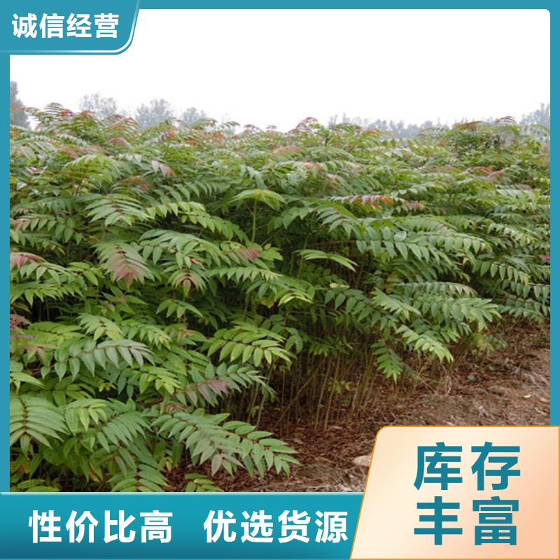 香椿桃树苗支持批发零售