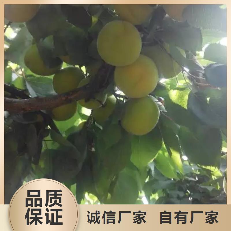 杏桃树苗适用范围广
