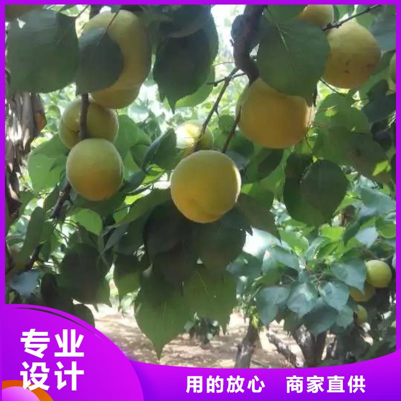 杏桃树苗适用范围广